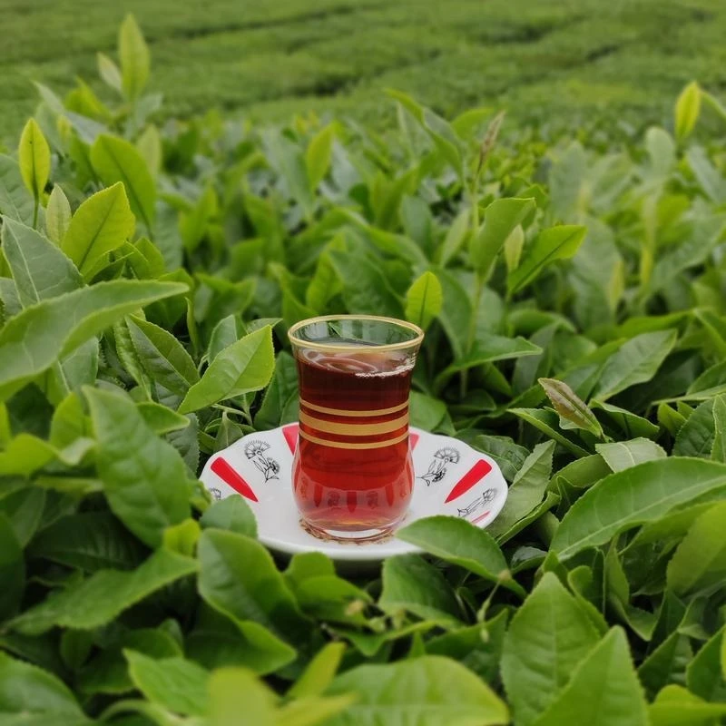 چای سیاه قلم بهاره شمال - 1 کیلوگرم